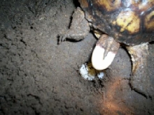 1st Female laying eggs