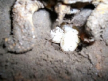 1st Female laying eggs