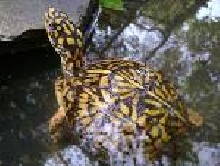 FEMALE EASTERN BOX TURTLE