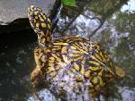 FEMALE EASTERN BOX TURTLE