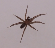Unknown Spider