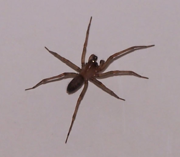 Unknown Spider
