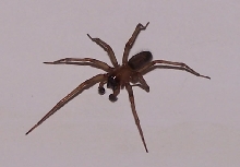 Unknown Spider
