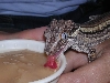 gargoyle gecko