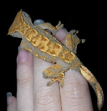 crested1