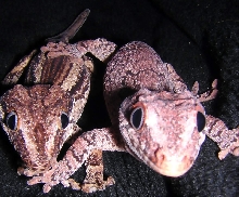 buds