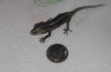 as big as a dime