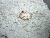 gargoyle egg1