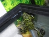 houdini