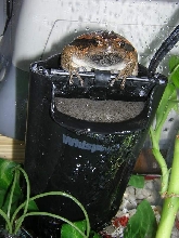 asian painted frog in filter