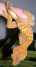 hanging