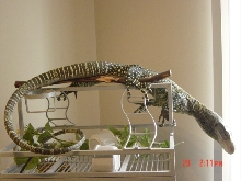 my croc