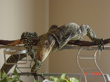 my croc