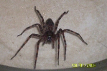 agressive unknown spider