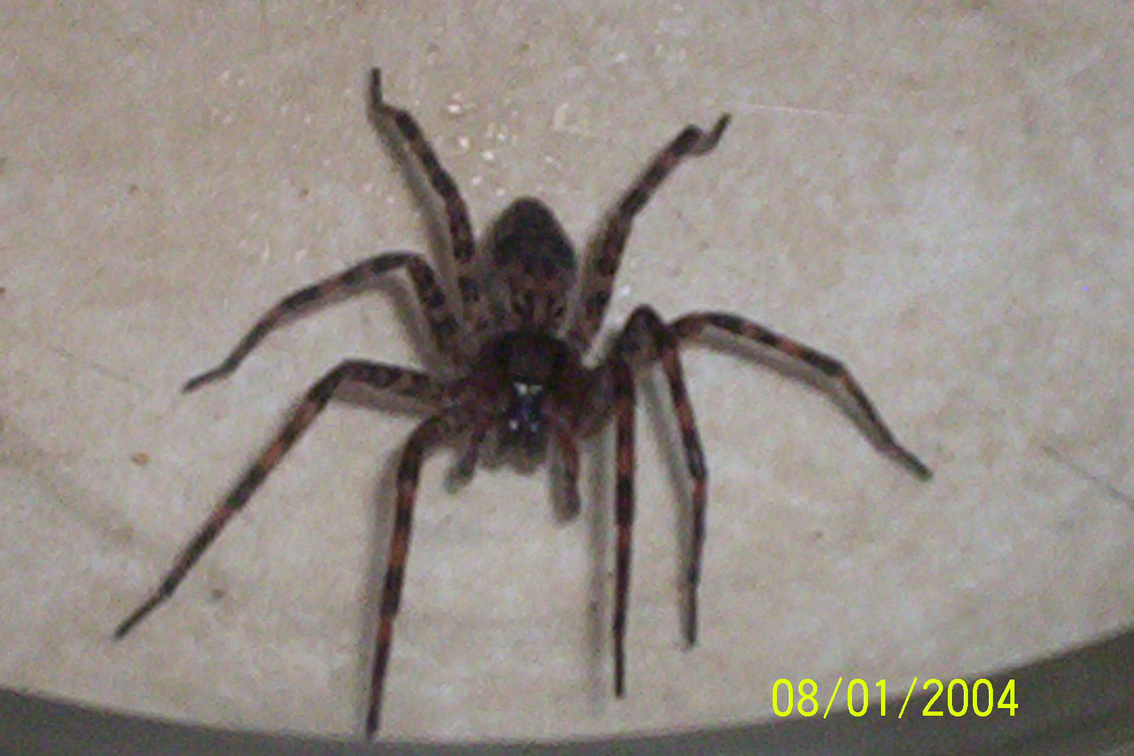 agressive unknown spider