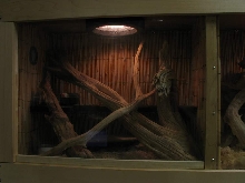 cornsnake duplex-A