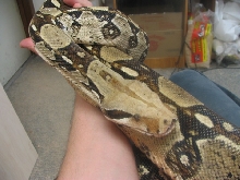 rescue boa