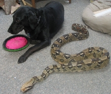 Rescue boa and black lab