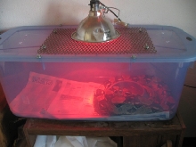 rescue boa temporary setup