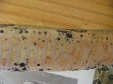 belly rot better 2