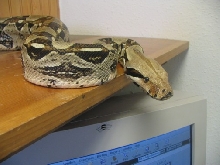 Office boa 2