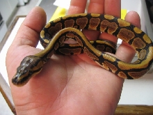 new little boy