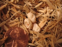 Striped desert lizard eggs