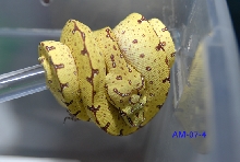 Wamenaik Yellow baby_4