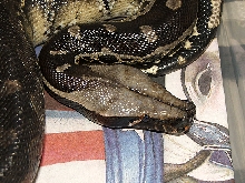 Black Blood male Available