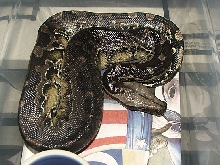 Black blood (Sumatran short-tail) male