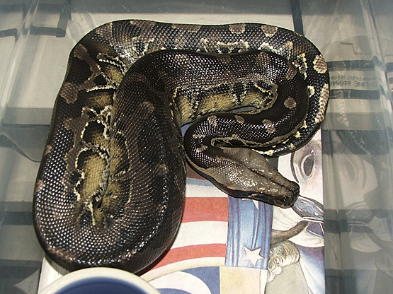 Black blood (Sumatran short-tail) male