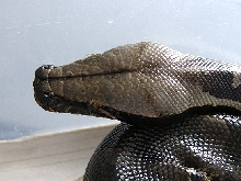 Black blood male chrome head