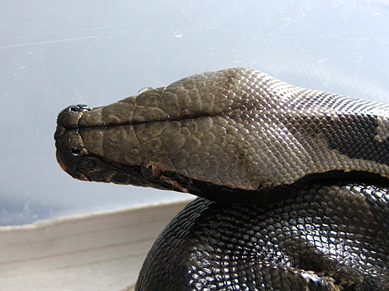 Black blood male chrome head