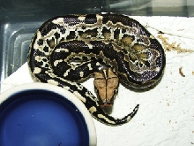 Black blood hatchling, Lightbulb.