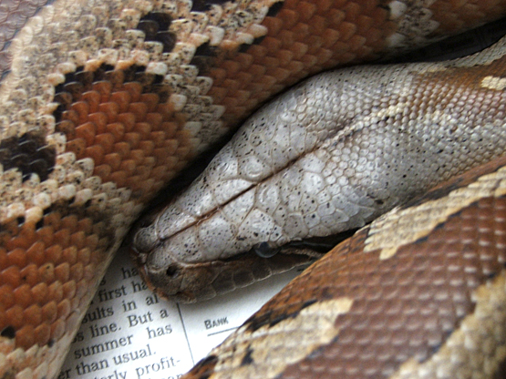 Sumatran blood, Nikita