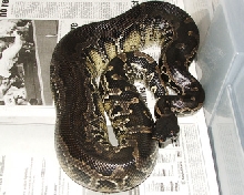 Blood blood Female, Negrita just shed