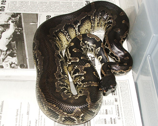 Blood blood Female, Negrita just shed