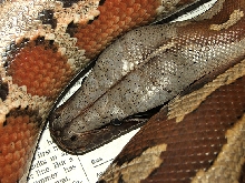 Sumatran red blood, Nikita