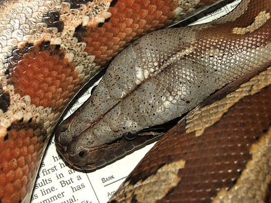Sumatran red blood, Nikita