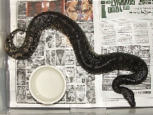 Black Blood Male, Peanut! 2005 Juvie
