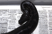 Peanut, Black blood male 12-5-06