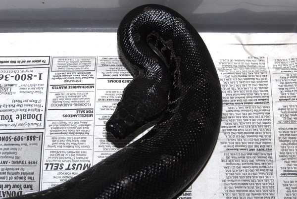 Peanut, Black blood male 12-5-06