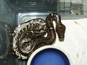 black blood hatchling, Razor