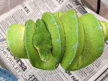 Sorong Female, September