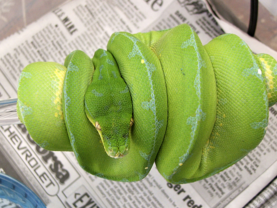 Sorong Female, September