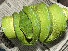 Sorong Female, "September"