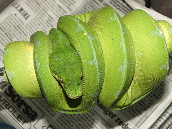 Sorong Female, "September"