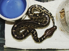 black blood hatchling, Storm