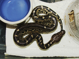 black blood hatchling, Storm