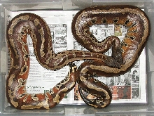 Red blood pythons